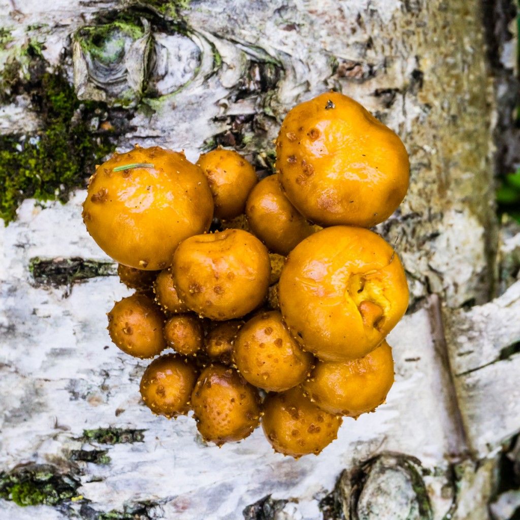 wild mushrooms