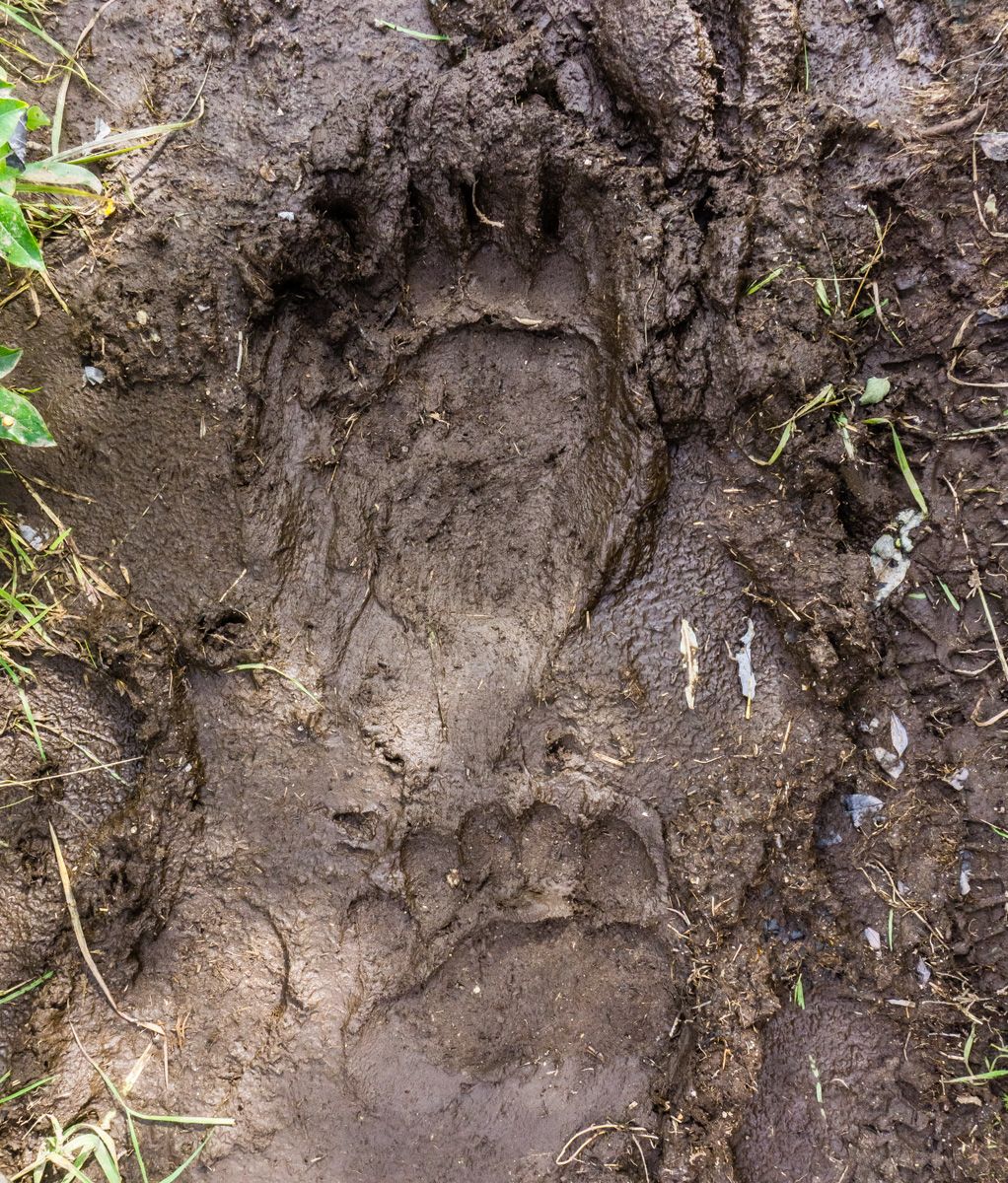 bear track denali state park