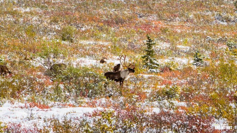 exploring Denali National Park