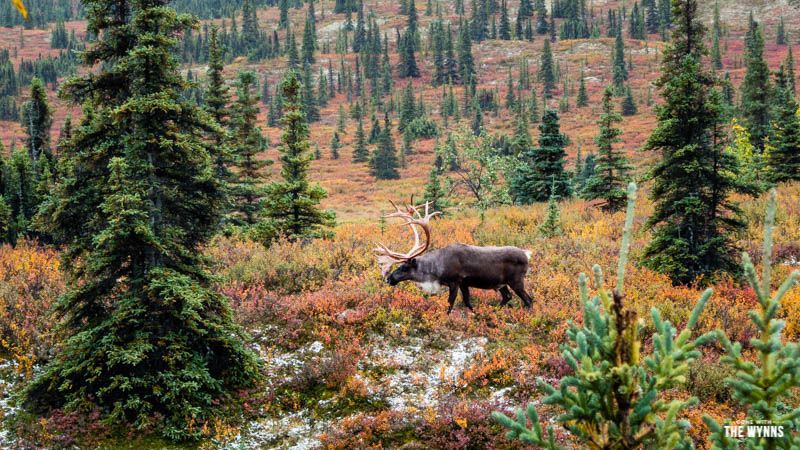wildlife in Denali National Park