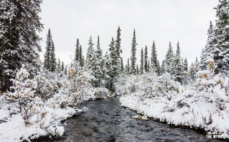 winter wonderland Denali National Park