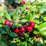 hiking Chena SRA Alaska