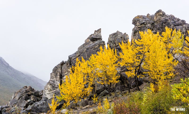 hiking Denali National Park