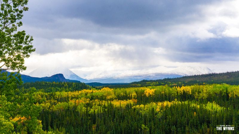 wild Denali National Park