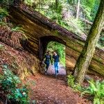 skipping through a redwood tree