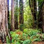 Redwood National and state park