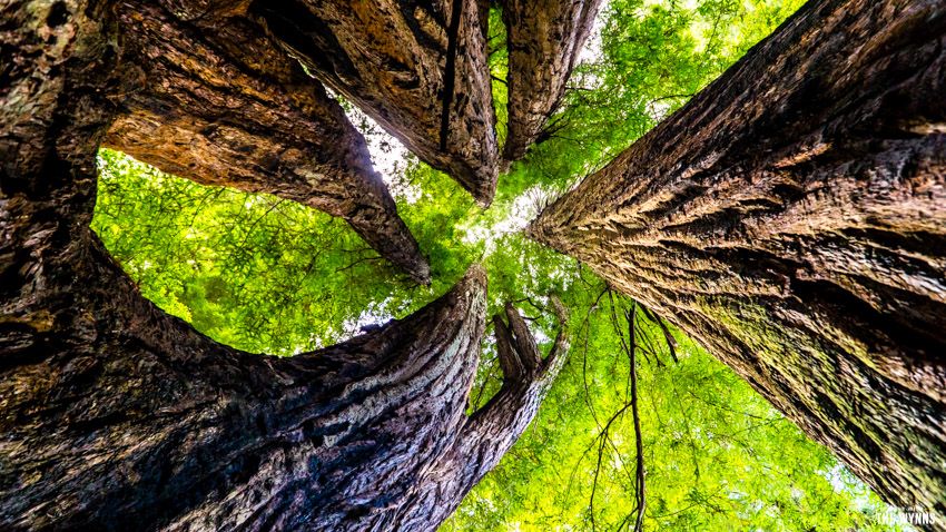 tall trees hike in california
