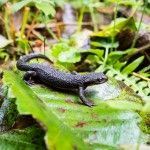 newt