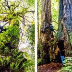 Redwood National and state park
