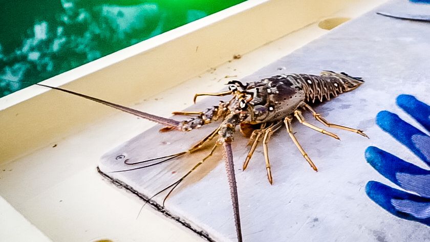 catching fresh wild lobster