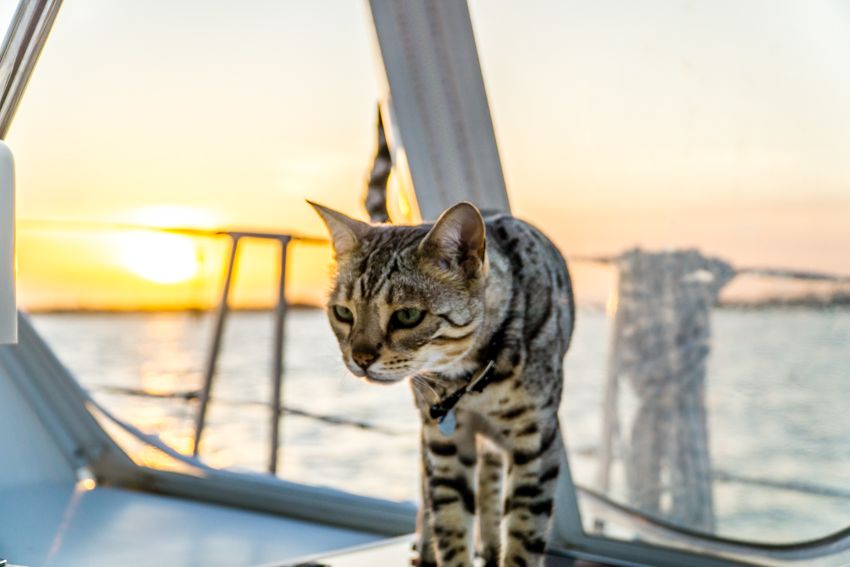 cats on a sailboat