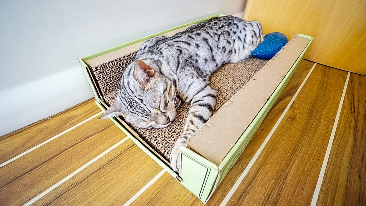 traveling cat