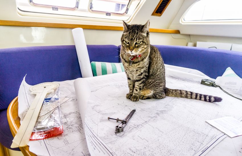 traveling cats