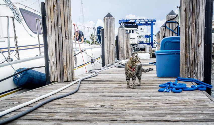 cleo on patrol