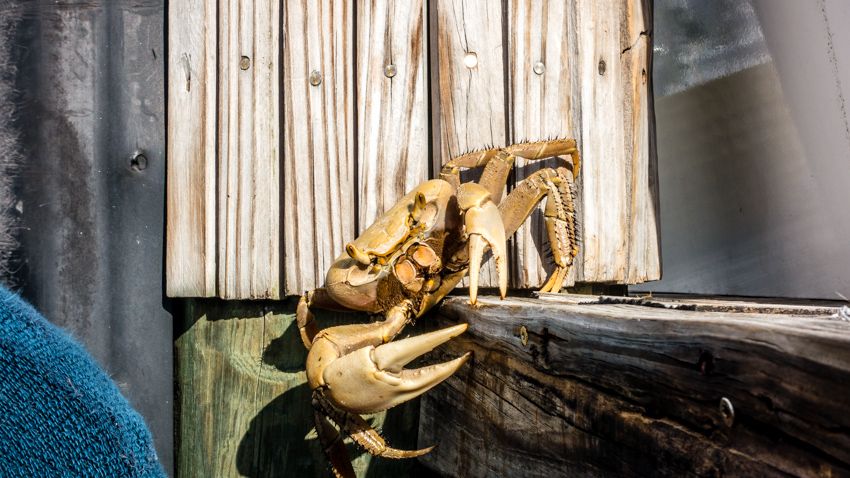 crabby dock neighbors