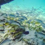snorkeling alligator reef