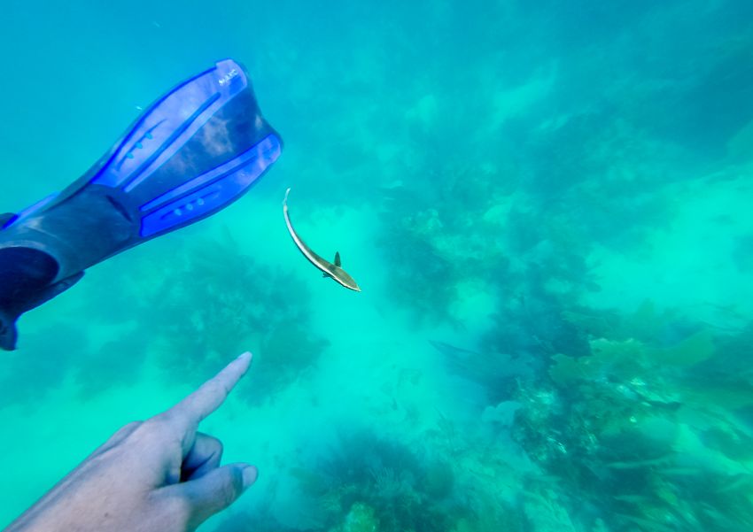 Jason must give off some serious water vibes...this suckerfish thought he found himself a new shark to latch onto.