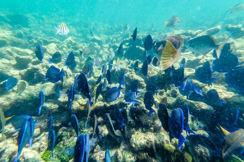 snorkeling dry rocks