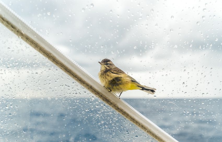 sailing the gulf stream