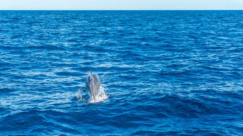 The dolphin escort