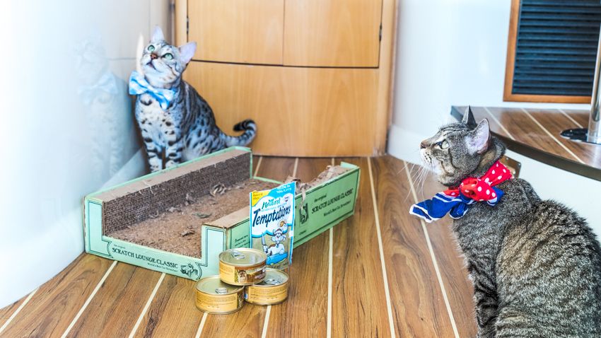 traveling sailing cats