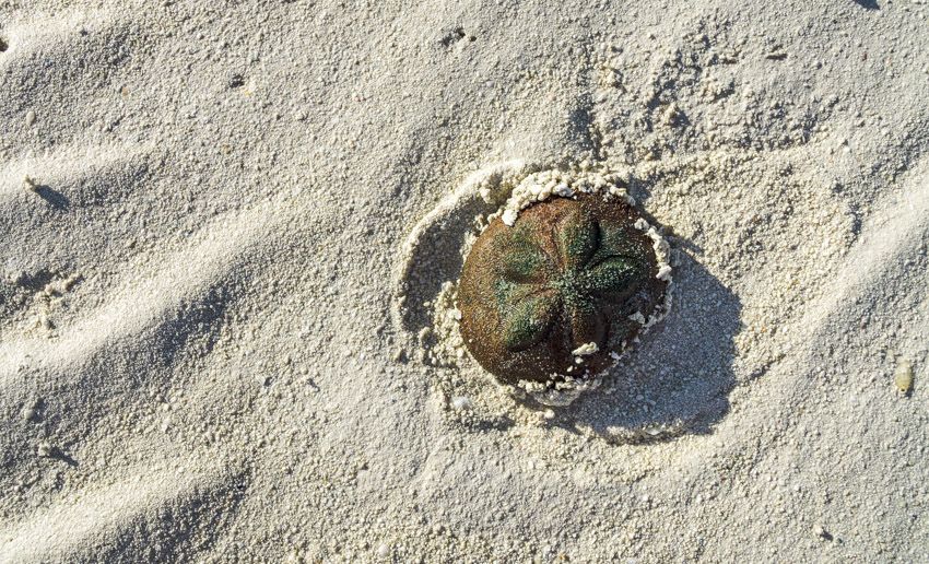 Bahamas beach combing