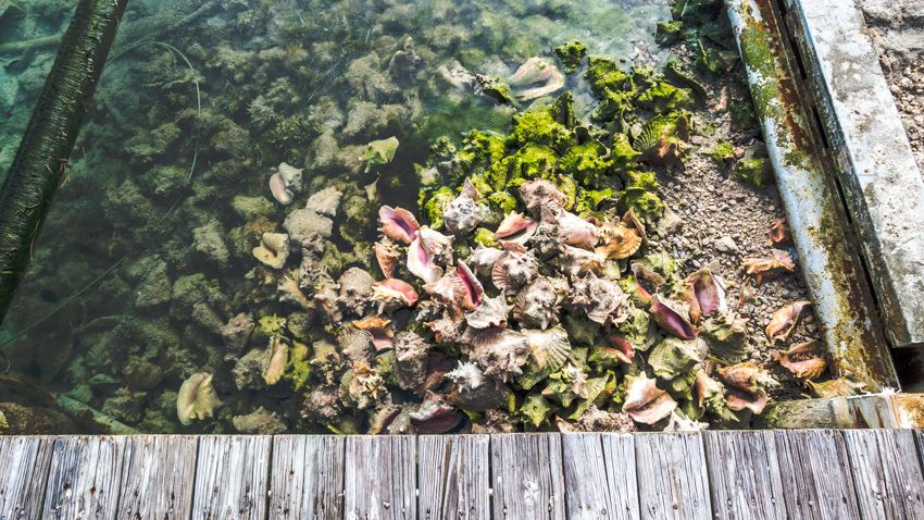 conch shells grand cay bahamas