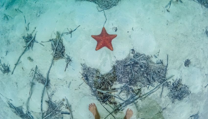 exploring the bahamas