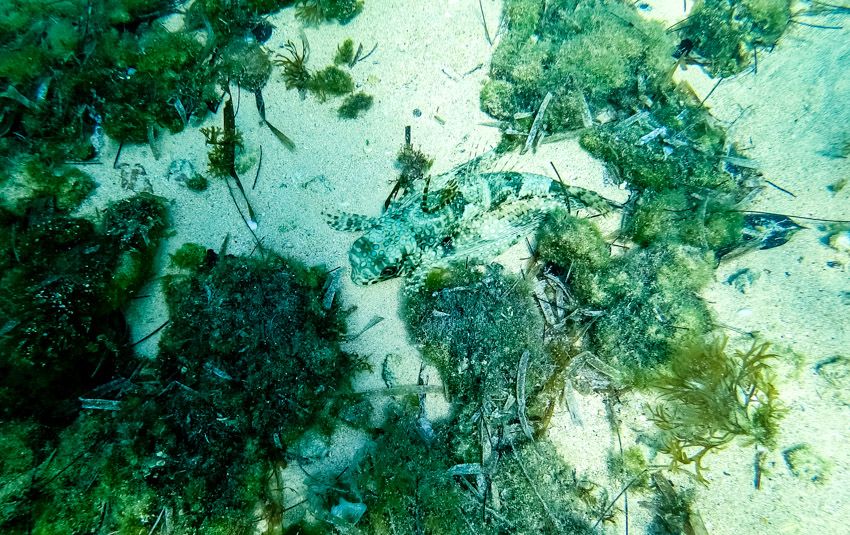 snorkeling wrecks at munjack cay bahamas