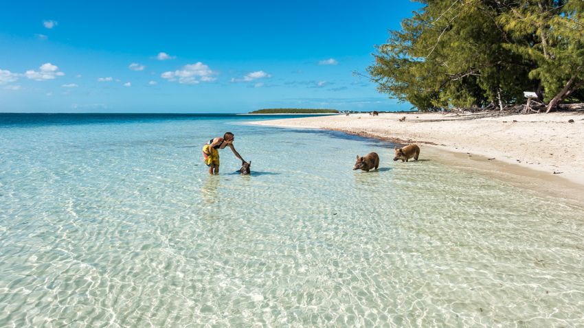 Abaco swimming pigs