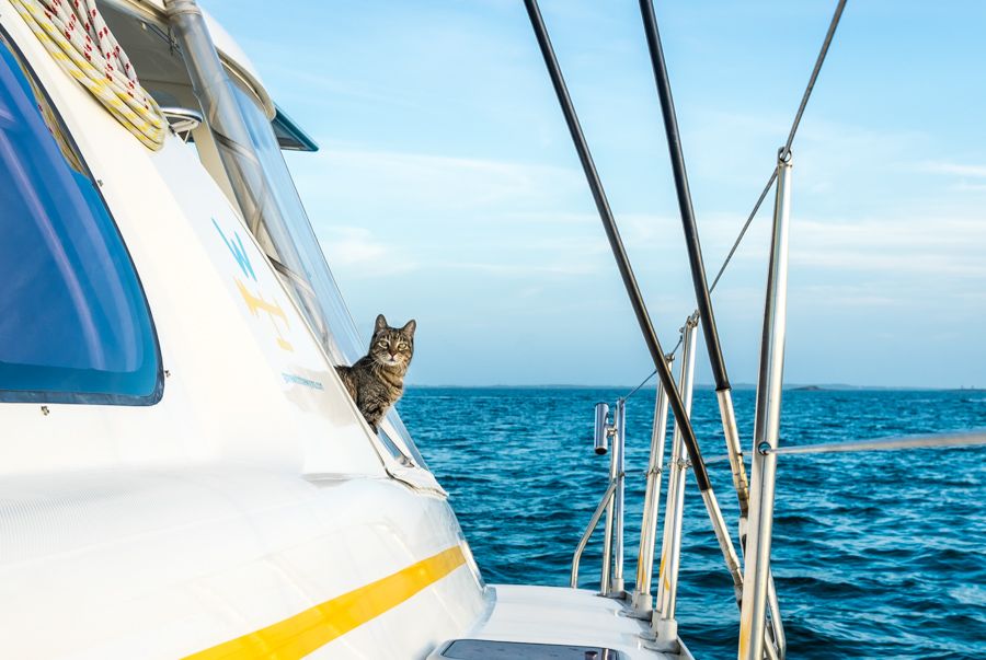 traveling cats
