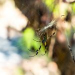 orb spider in bahamas
