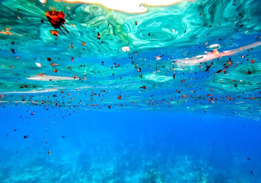 unhealthy coral ocean impact