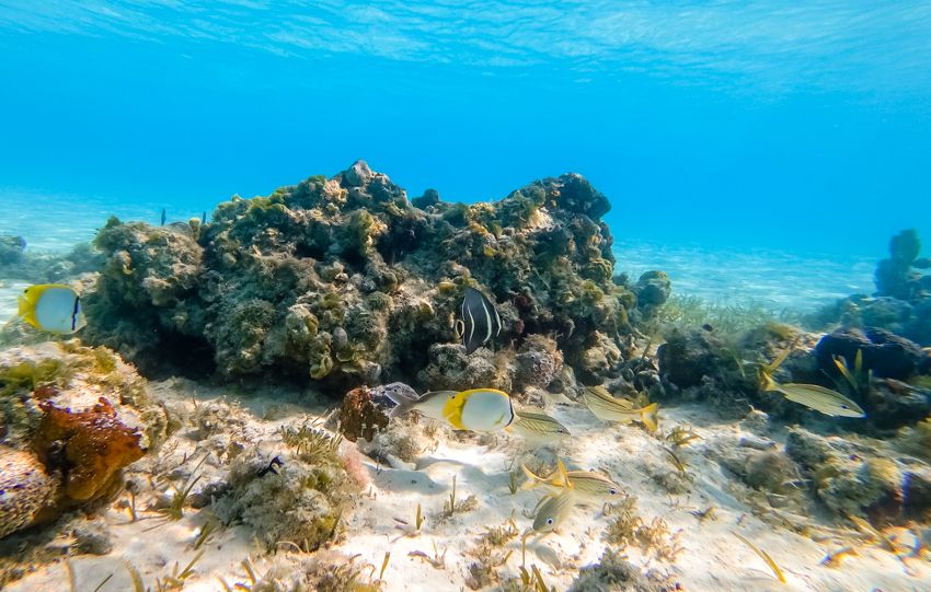 snorkeling exuma land and sea park