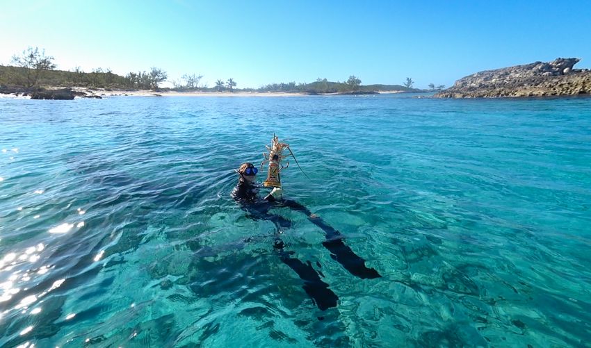 lobster in exuma