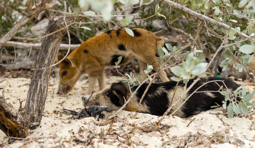 Staniel Cay Exuma Bahamas