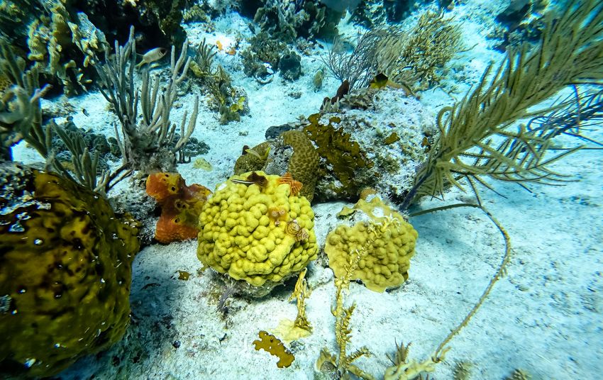 snorkeling Copperfield islands