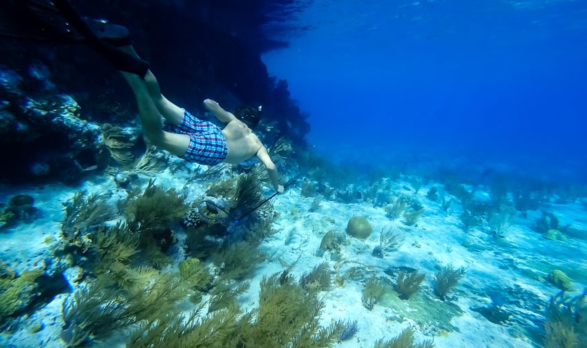 freediving spearing bahamas