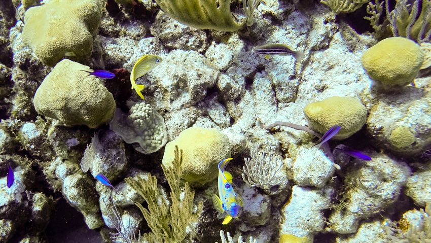 diving and sailing the jumento islands bahamas