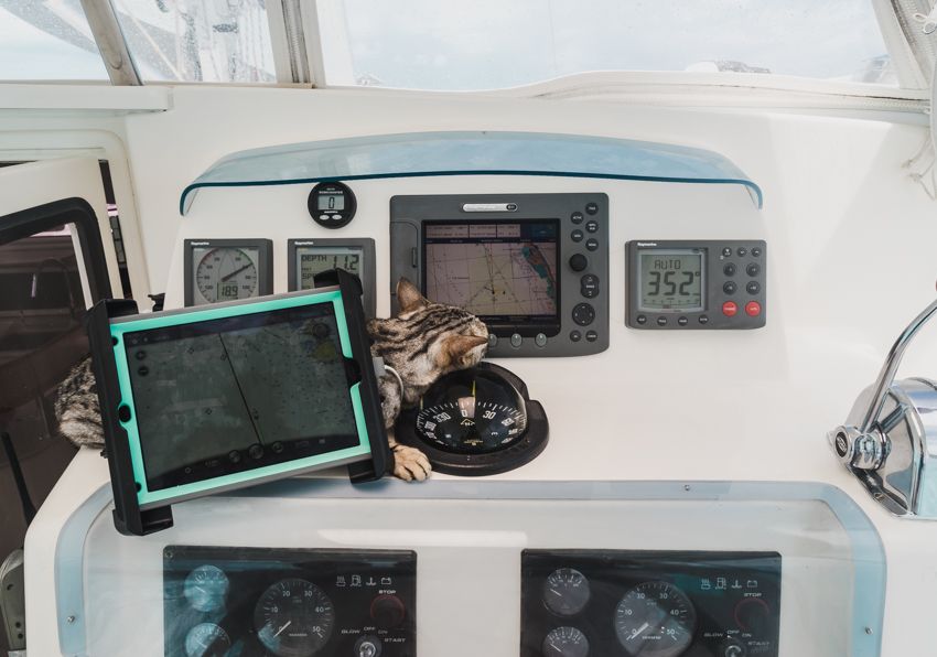 cat navigating a cat
