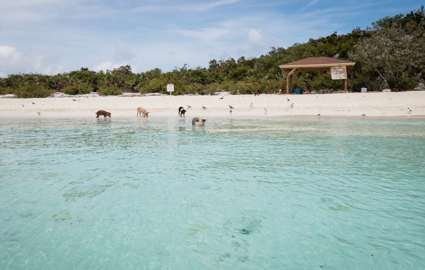 swimming pigs