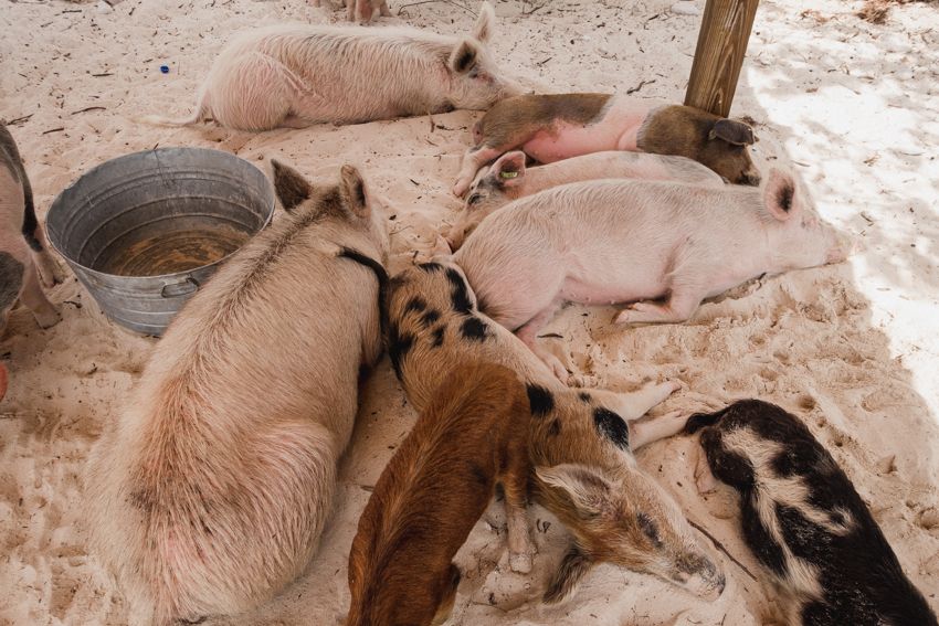 swimming pigs bahamas
