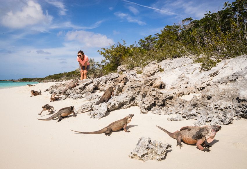 iguana island