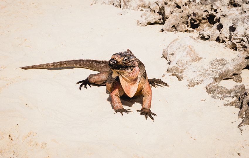 iguana island