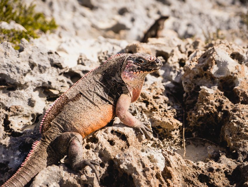 iguana island