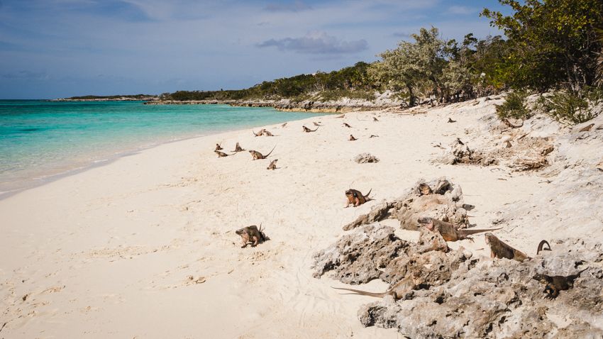 iguana island