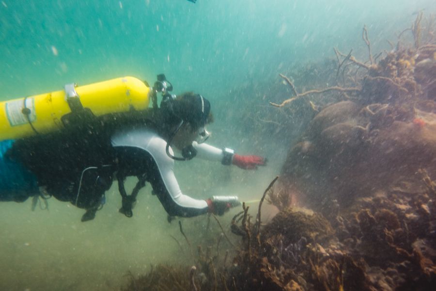 scuba diving bocas del toro