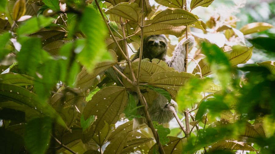 sloth in isla bastimentos, bocas del toro