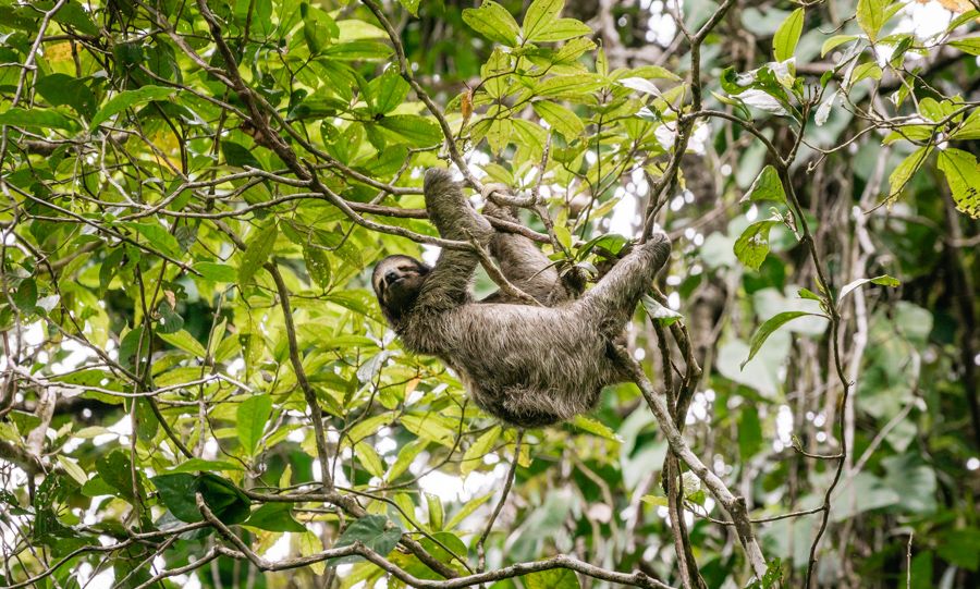 jungle hike with monkey sloth and red frog