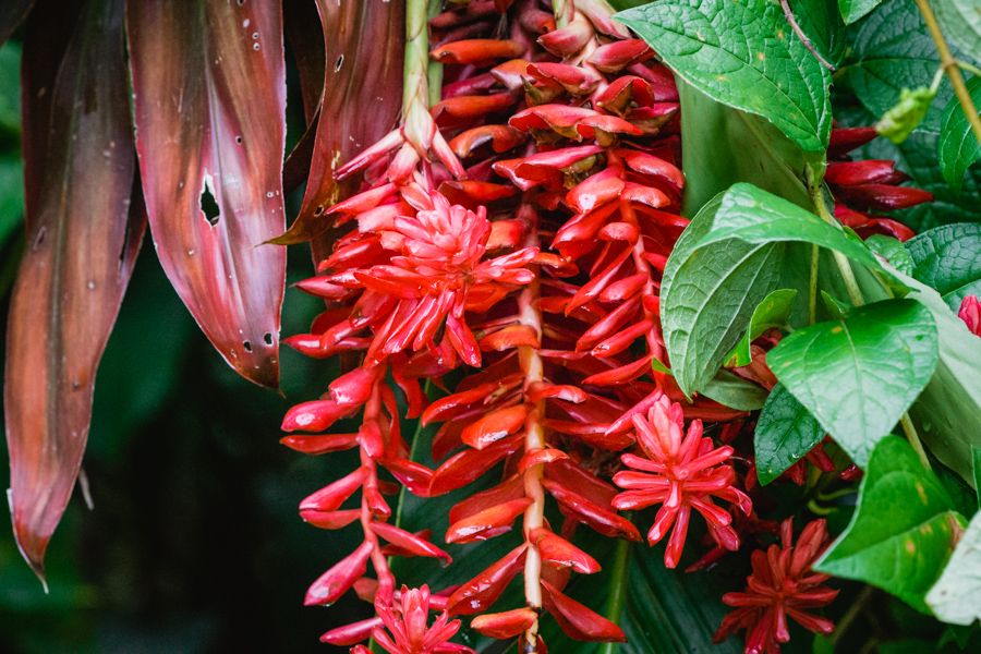 Exploring Bocas Del Toro